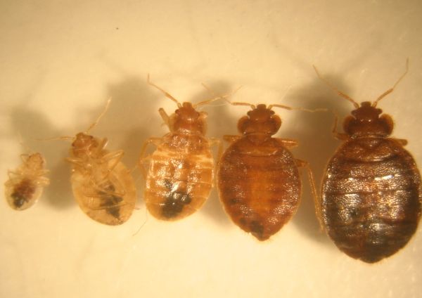bed bug sizes bed bug sizes40 bug