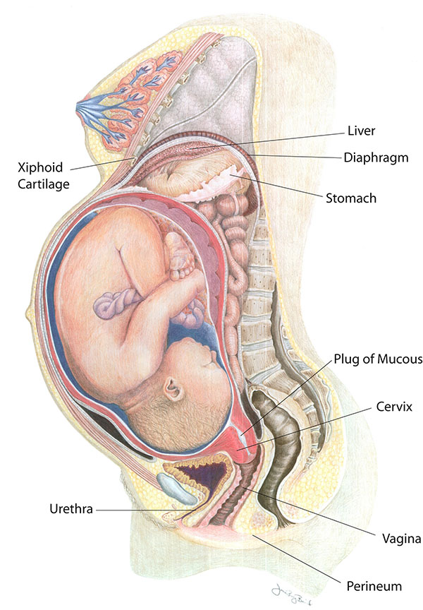 View a slideshow of the changes in your body during pregnacy at Childbirth Connection