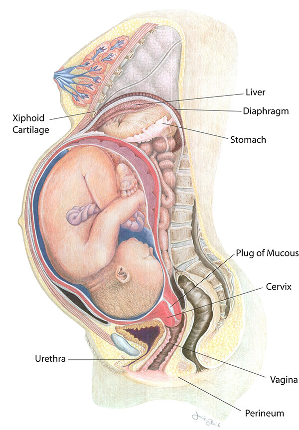 Pregnancy Changes — Middlesex-London Health Unit