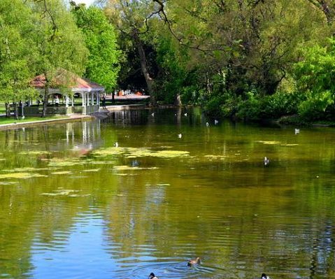 A picture of algae blooms in a pond