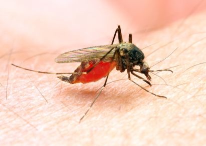 A picture of an adult mosquito biting a person