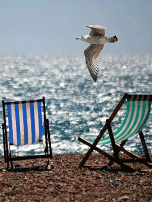 A picture of chairs on a beach with a seagull flying by
