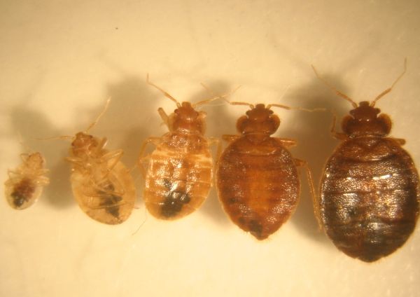 Biggest Bed Bug In The World Bed bug sizes