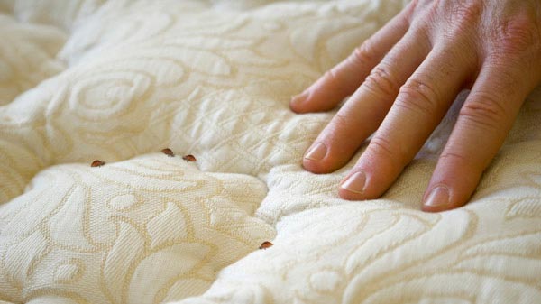 A picture of bed bugs on a mattress.