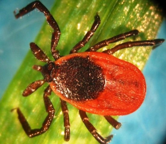 Blacklegged Tick A picture of a blacklegged tick, the tick species that can transmit Lyme disease.