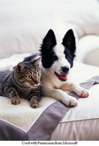 A picture of a cat and a dog