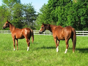 A picture of horses in a field