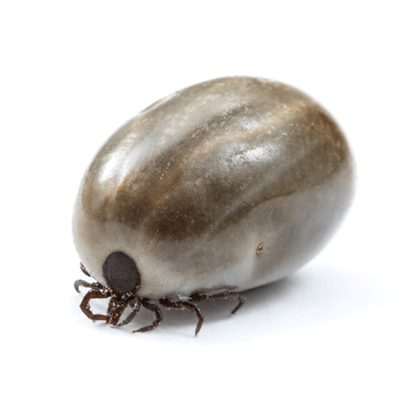 Female Blacklegged Tick - Fully Engorged