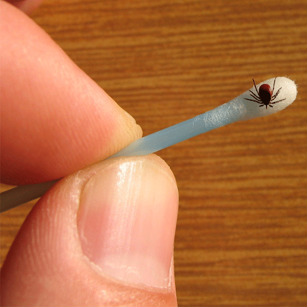 Female Blacklegged Tick