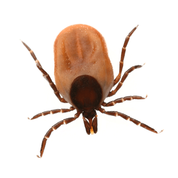 Picture of an engorged female blacklegged tick