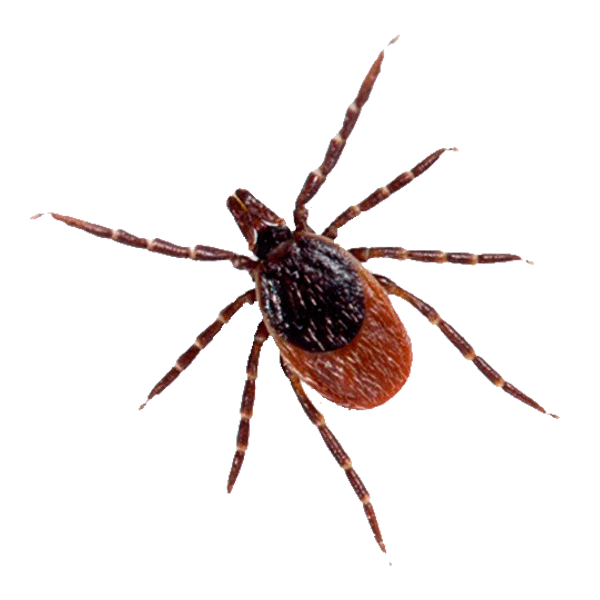 Picture of a female blacklegged tick