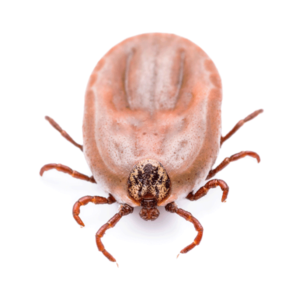 Female Dog Tick - Engorged