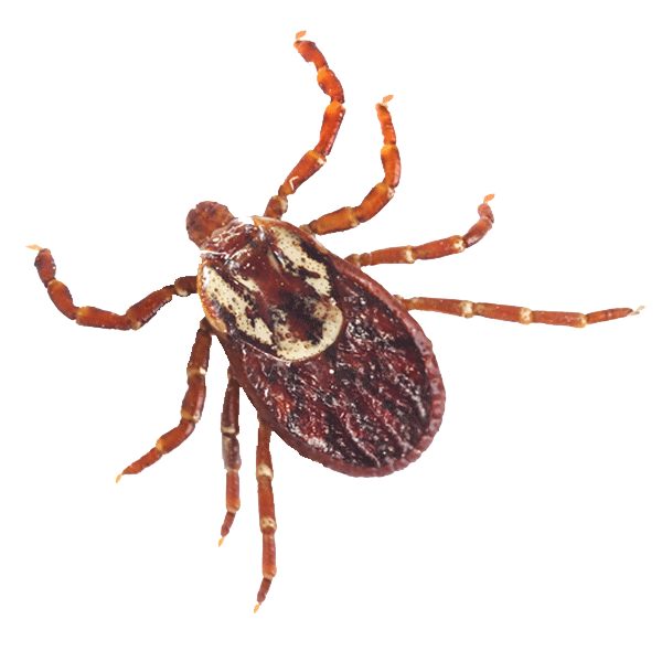 A picture of a dog tick, a tick species that cannot transmit Lyme disease.