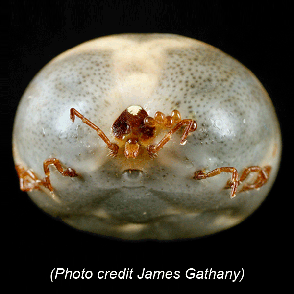 Female Lone Star Tick