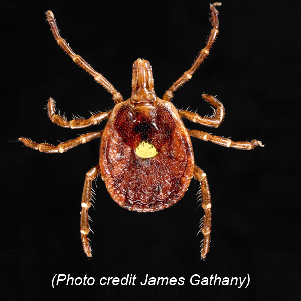 Female Lone Star Tick