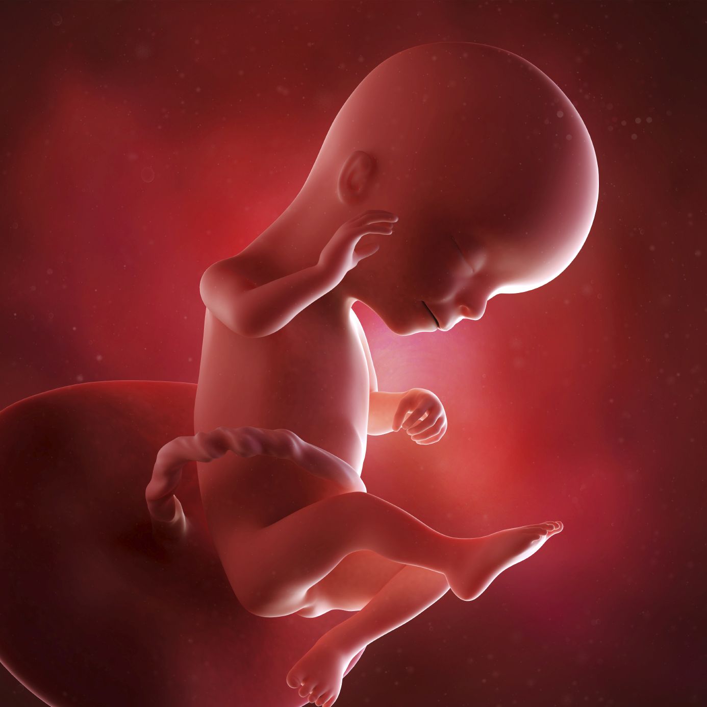 fetus 16 weeks