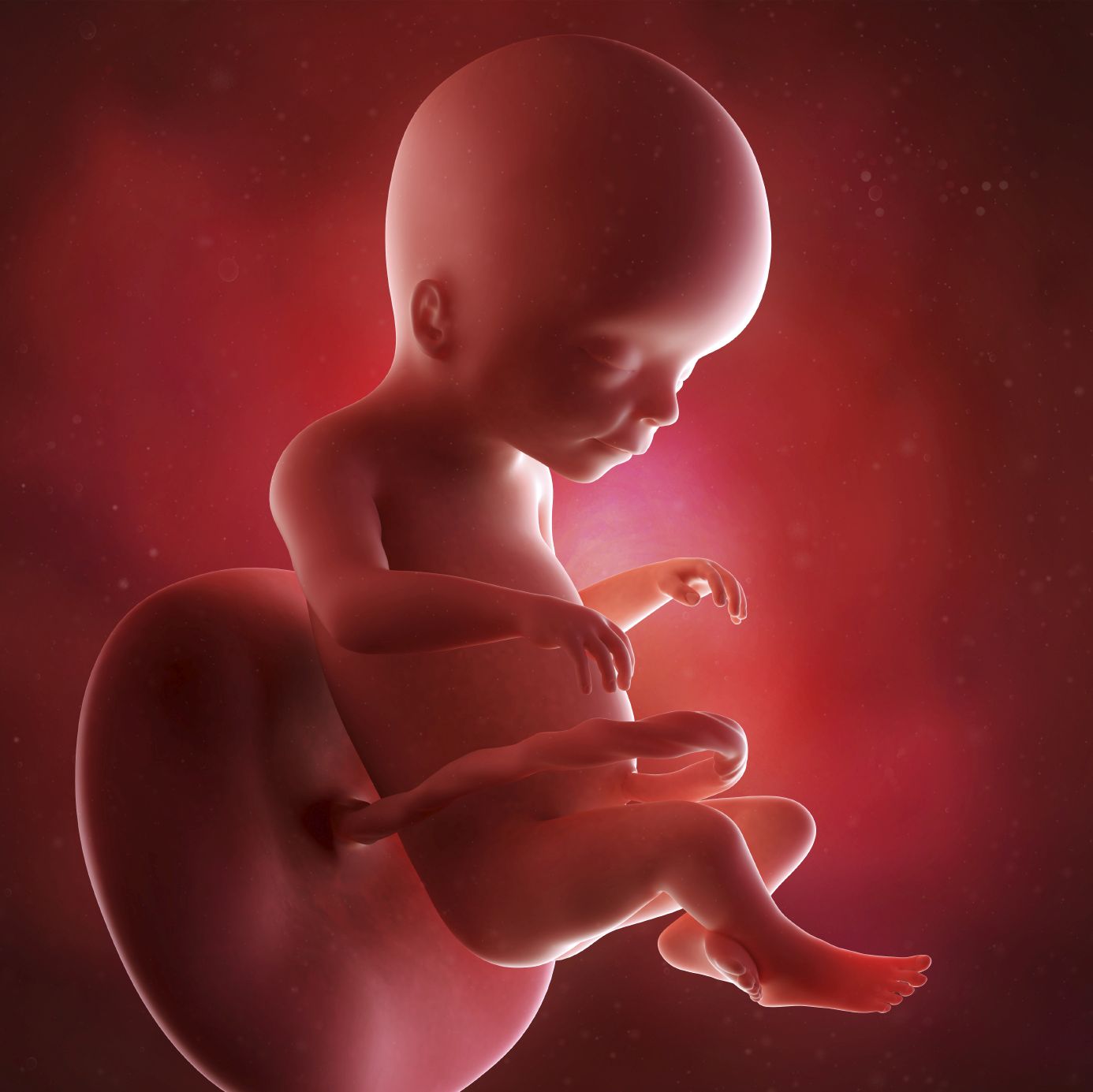 fetus 20 weeks