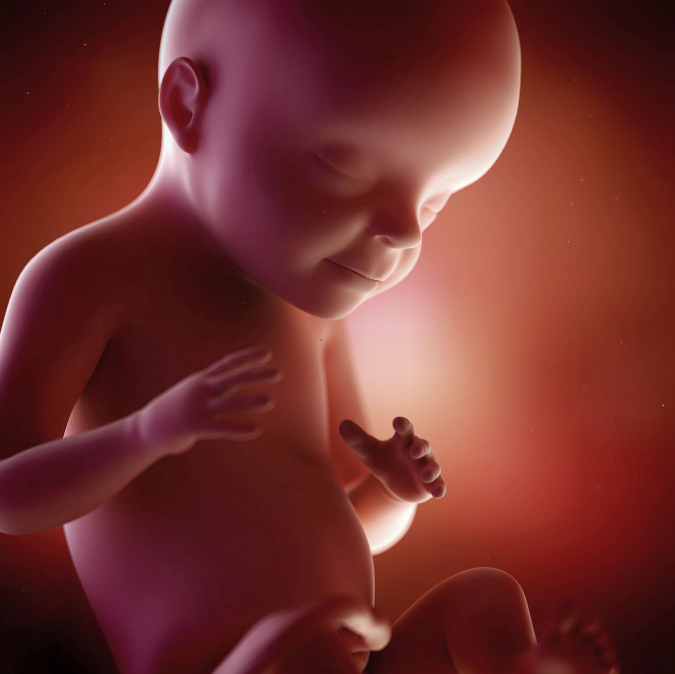 fetus 28 weeks