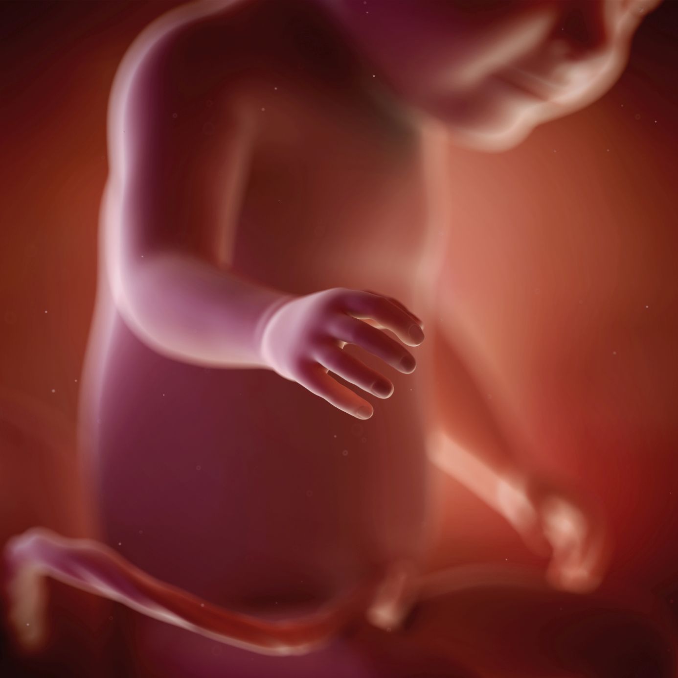 fetus 32 weeks