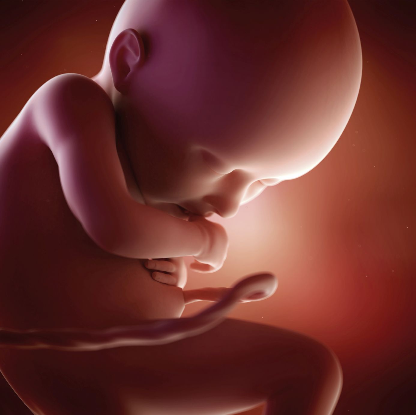 fetus 36 weeks