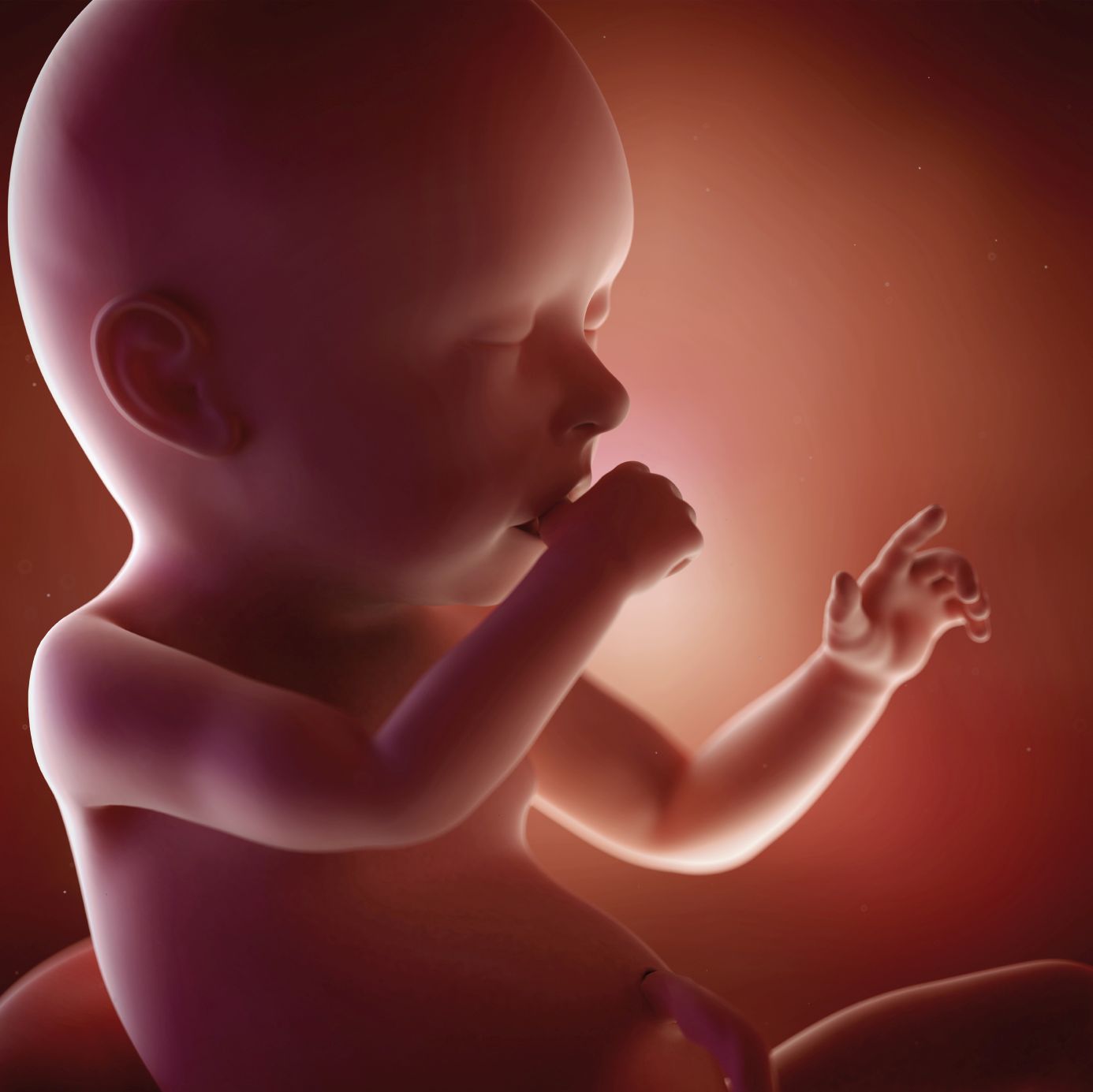 fetus 40 weeks