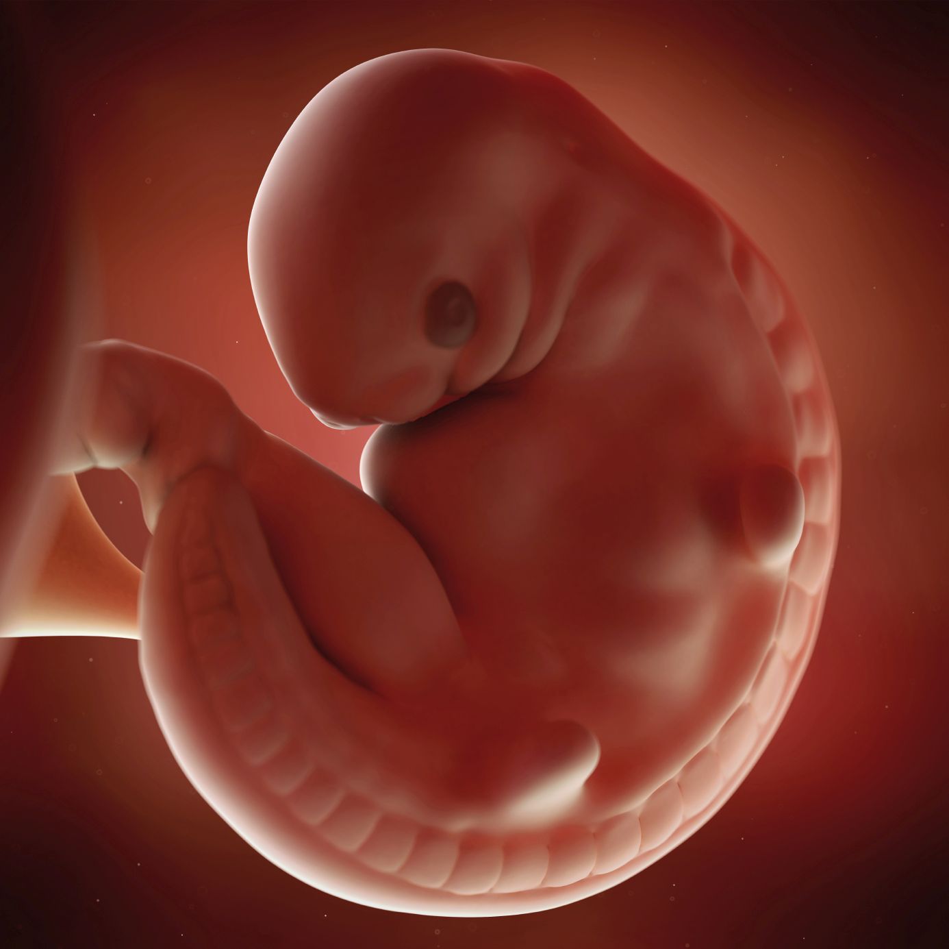 fetus 6 weeks