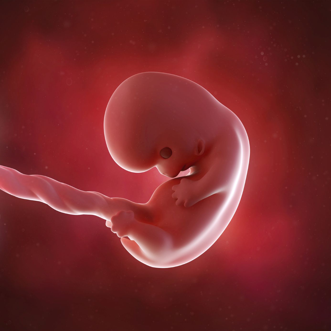 fetus 8 weeks