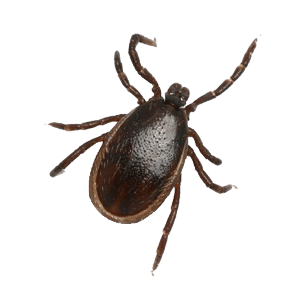 Male Blacklegged Tick