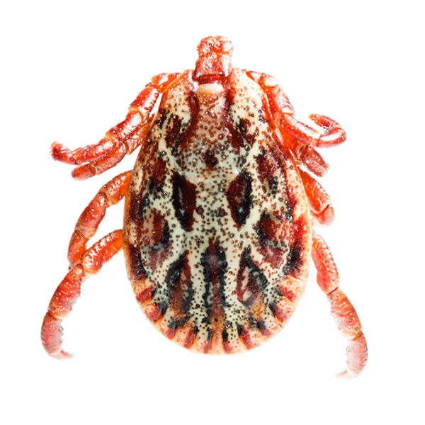 Male Dog Tick