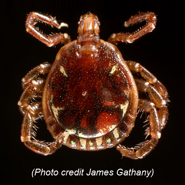 Male Lone Star Tick