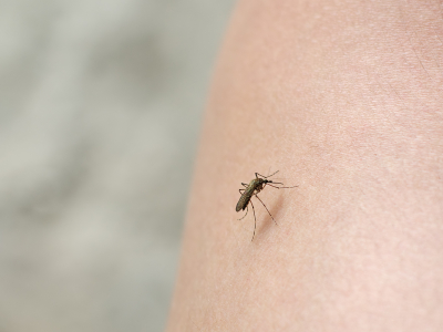 A picture of a mosquito biting a person