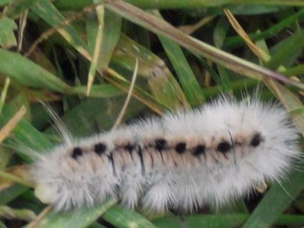 A photo of a Hickory Tussock Moth Caterpillar