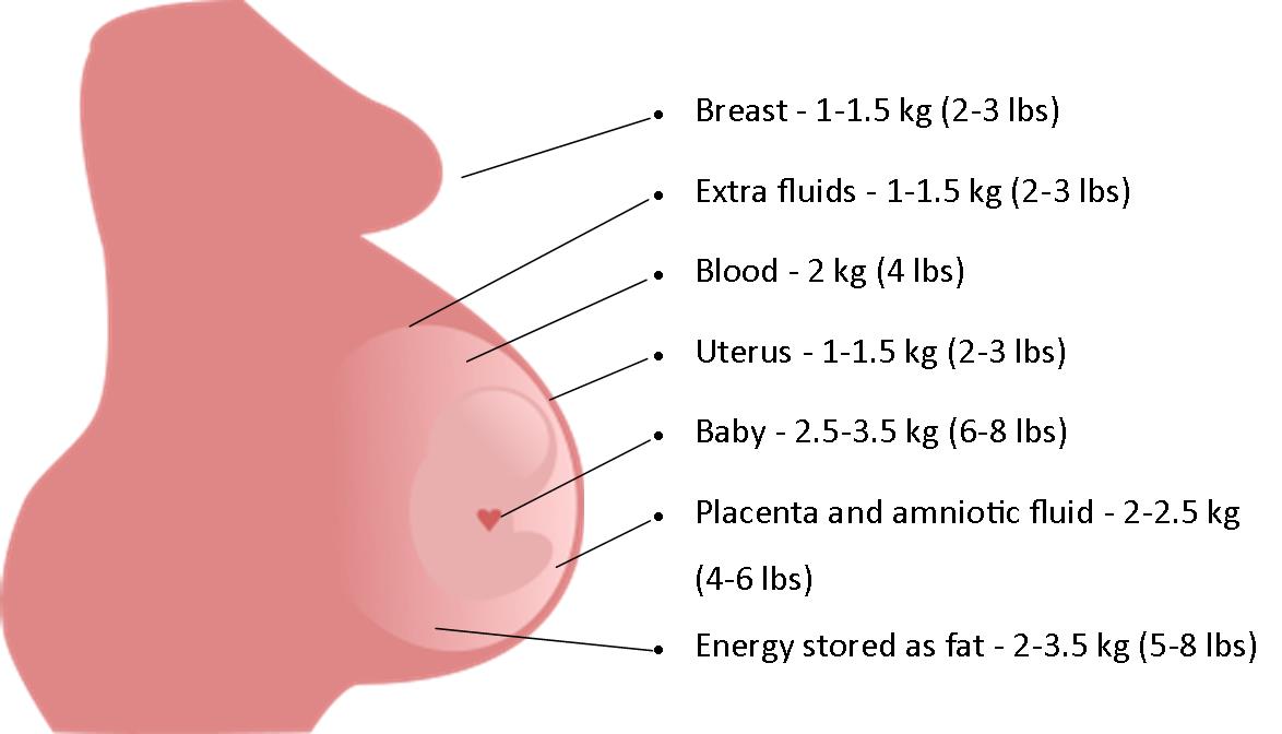 Weight gain distribution in pregnancy
