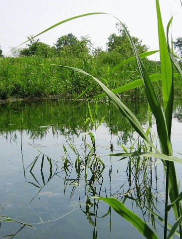 Picture of standing water in a marsh