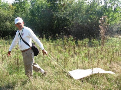 A picture of a Health Unit staff member dragging for ticks through a grassy field