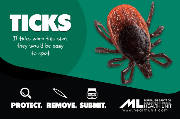 Ticks