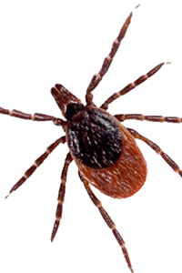 Picture of a female blacklegged tick