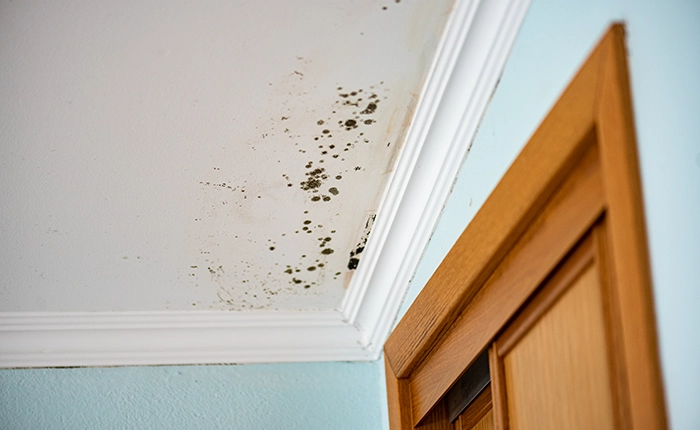 Mould on ceiling 